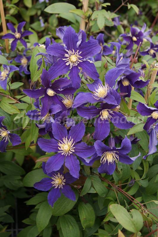 Клематис ботанический Хадсон Ривэ 1шт