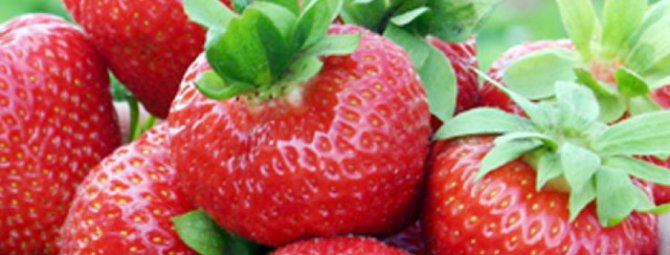 Земляника садовая "Эльсанта" 5шт/уп