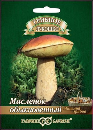 Масленок на зерновом субстрате, 15мл