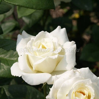 Роза флорибунда Сноу Вайт 1шт
