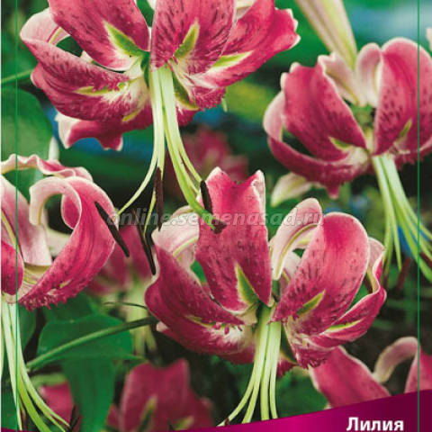 Лилия Блэк Бьюти 2шт/уп