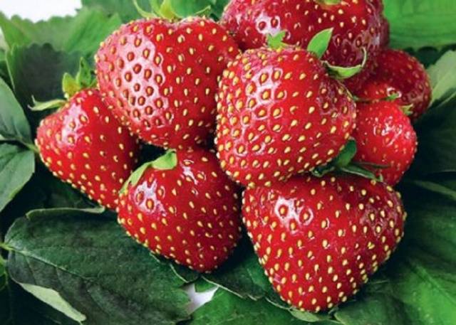 Земляника садовая "Вима Кимберли" 5шт/уп