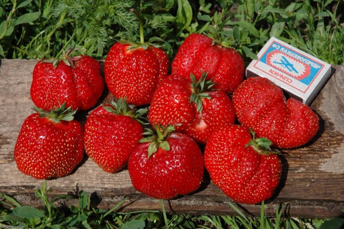 Земляника садовая "Камрад Победитель" 5шт/уп