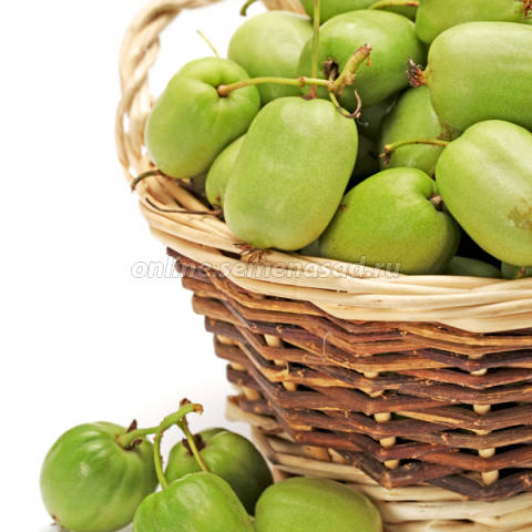 Актинидия аргута Таежный дар (женск..) 1шт