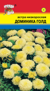 Астра Доминика Голд низк. УУ