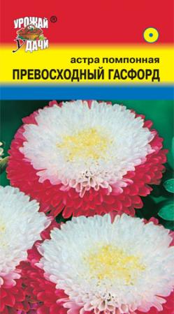 Астра Превосходный Гасфорд помпонная  УУ