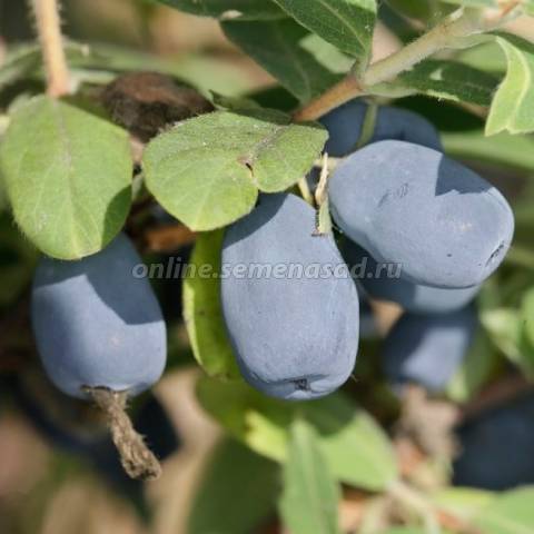 Жимолость съедобная Индиго Джем 1шт