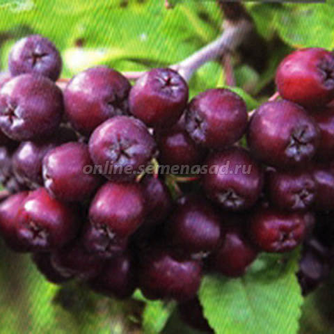 Рябина Ликерная 1шт