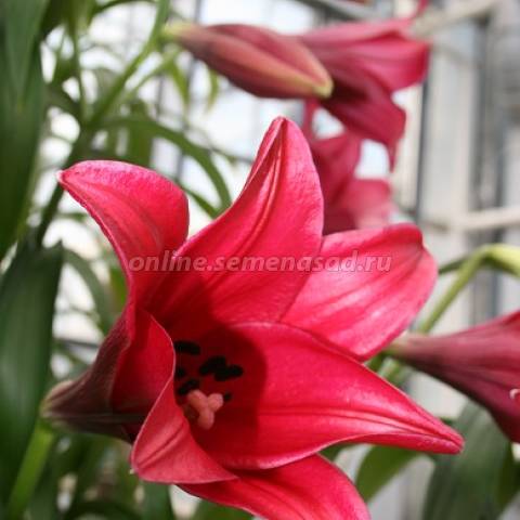 Лилия Лонгифлорум Мияби 2шт/уп