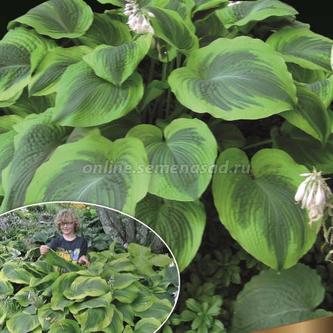 Хоста гибридная Клаймэкс 1шт