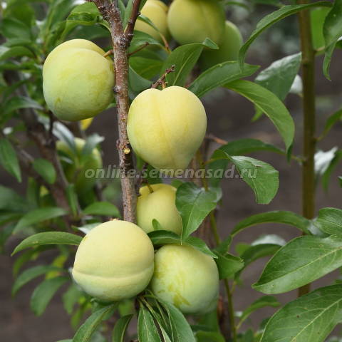 Слива русская (Алыча) пирамидальная Мирабелла  1шт