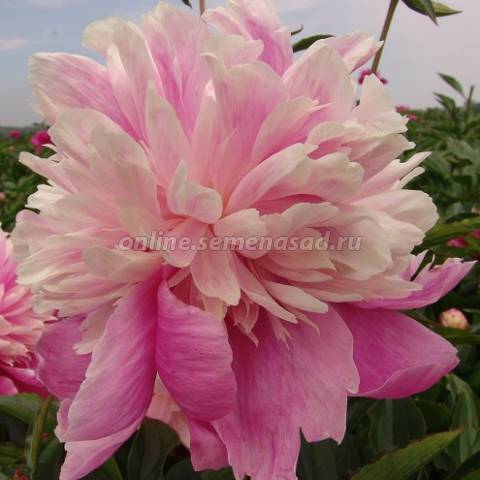 Пион молочноцветковый Ивнинг Дрим