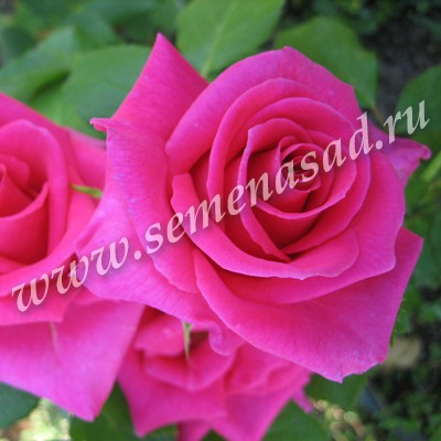 Роза чайно-гибридная Шакира 1шт