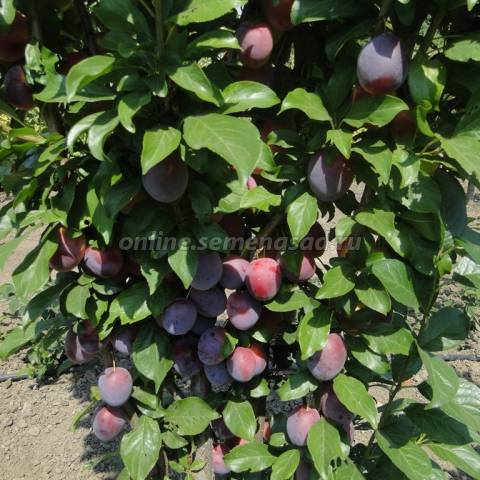 Слива русская (Алыча) пирамидальная Блю Свит  1шт