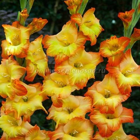 Гладиолус Саншайн 1шт
