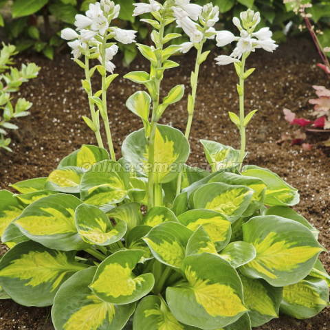 Хоста гибридная Сансет Грувз 1шт