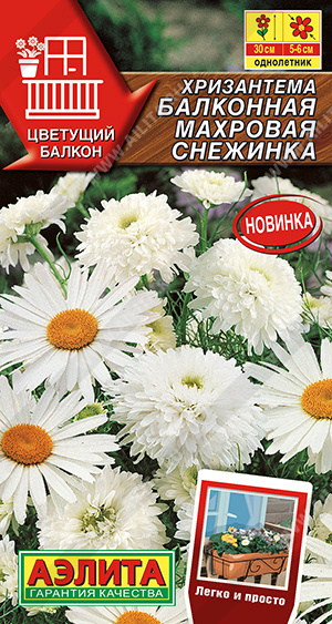 Хризантема Махровая снежинка "Аэлита"