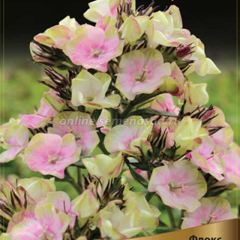 Флокс метельчатый Болд энд Бьютифул 1шт