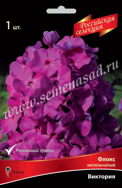 Флокс метельчатый Виктория 1шт