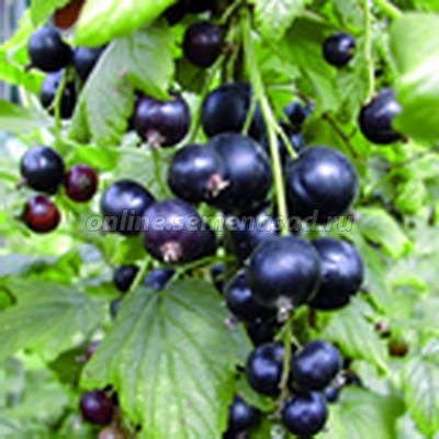 Смородина черная Селеченская-2 1шт