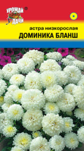 Астра Доминика Бланш низк. УУ