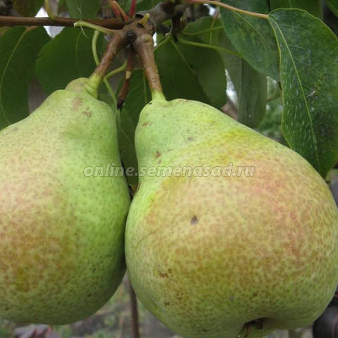 Груша Новелла 1шт