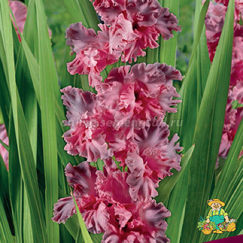 Гладиолус Ростов 1шт