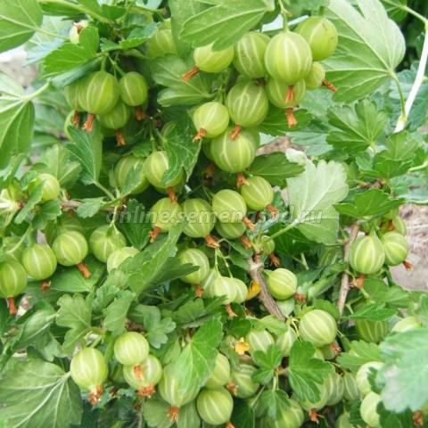 Крыжовник Уральский бесшипный 1шт