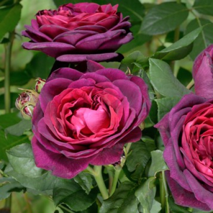 Роза парковая Квинс Перфюм 1шт