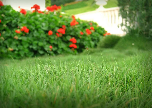 Газонная смесь "Теневая"