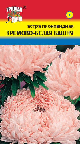 Астра Башня кремово-белая, пион  УУ