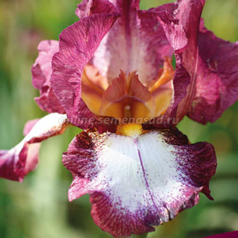 Ирис бородатый Кринолин 1шт
