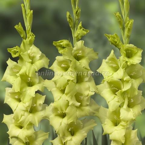 Гладиолус Сольфарино 1шт