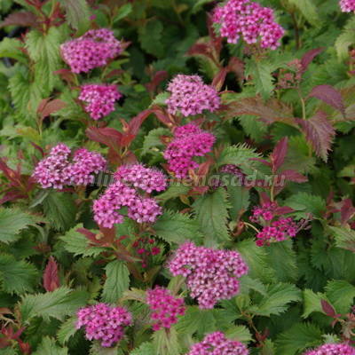 Спирея японская Крисла