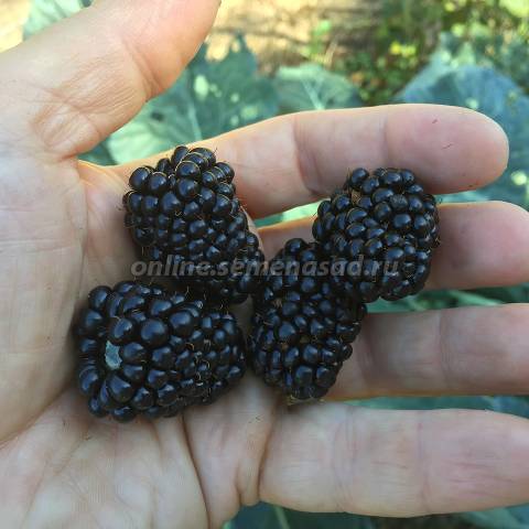 Ежевика Прайм Арк Фридом 1шт