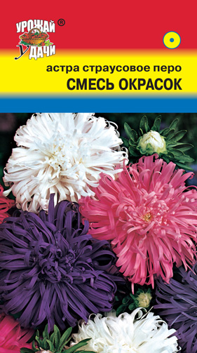 Астра Страусово перо, смесь УУ