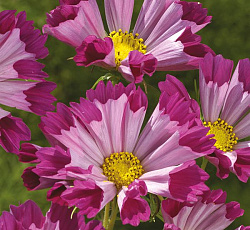 Космея Ракушка красная 0,1г "Поиск"