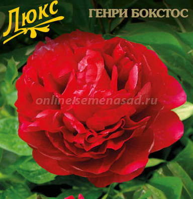 Пион молочноцветковый Генри Бокстос