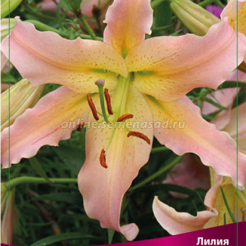Лилия ОТ-Гибрид Элюзив 2шт/уп