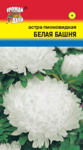 Астра Башня Белая, пион  УУ