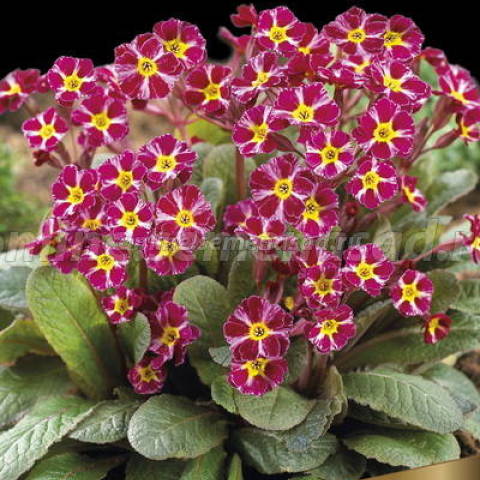 Примула гибридная Дарк Розалин 1шт