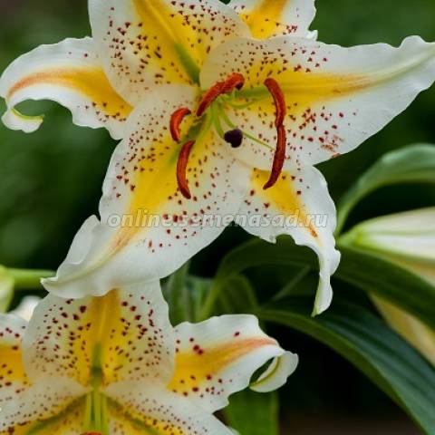 Лилия Восточная Ауратум Голд Бэнд 2шт/уп