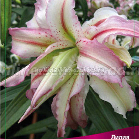 Лилия Восточная махровая Брокен Харт 1шт