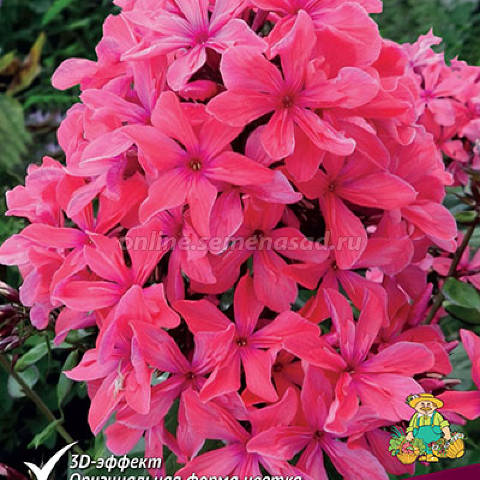 Флокс метельчатый Клеопатра 1шт