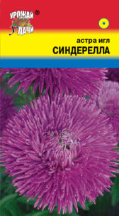 Астра игл Синдерелла УУ