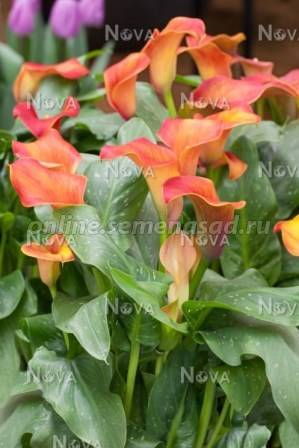 Калла (Цантедеския) Кэптин Фуэго 1шт