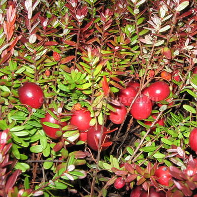 Клюква крупноплодная Пилигрим 1шт