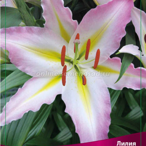 Лилия Восточная Фронтпейдж 2шт/уп