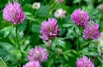 Клевер красный 1кг