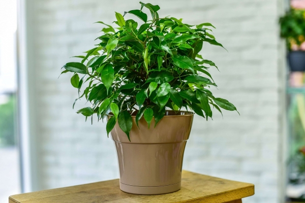 Горшок ТОСКАНА 2,25л ф17